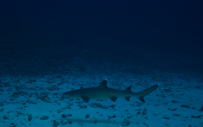 File:White Tip Reef Shark.png