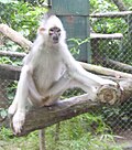 Thumbnail for Mitered langur