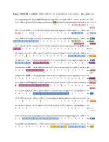 Conceptual translation of human C5orf22 isoform X1. C5orf22 isoform 1 nucleotide sequence overlying protein translation. Features and sequences are indicated in respective colors. Figure legend is listed here: Start: First ATG encoding methionine. Disordered: Disordered region. GlobD: globular domain.  Ex*|ex*: border of two exons. M-alt term: Alternate methionine N-terminus. Phos site: Phosphorylation site. Ubq site: Ubiquitination site. Sumo site: Sumoylation site. SNP: single nucleotide polymorphism. Myrstyl: myristoylation site. PDphos: Proline dependent phosphorylation site. MAPK: MAPK domain. A-hlx: alpha-helix. B-sheet:Beta-pleated sheet. NLS:Nuclear localization signal.Stop: Stop codon. miRNA site: miRNA site with target score of 98%, indicated by miRDB. PolyA signal: Polyadenylation regulatory signal. Wiki conceptual translation.pdf