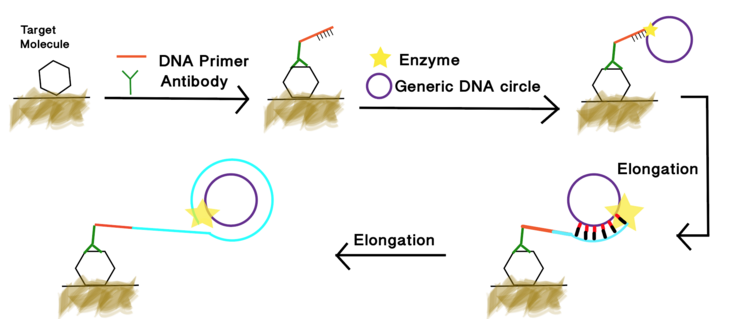 illustration of immuno-RCA Wiki fig2.png