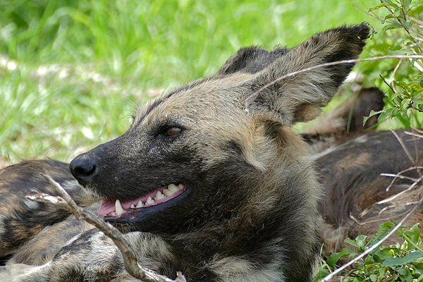 Closeup of an African wild dog in Kruger National Park