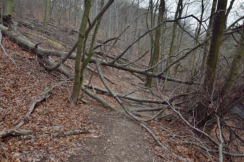 File:Windthrow near Zementwerk Rodaun.jpg