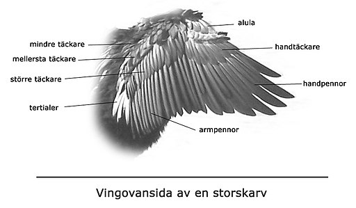 Wingtopography
