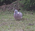 * Nomination Wood pigeon (Columba palumbus) --LexKurochkin 08:29, 14 April 2023 (UTC) * Decline  Oppose Not enough detail for such a low resolution, sorry. --BigDom 06:19, 20 April 2023 (UTC)