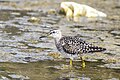 * Nomination Wood sandpiper (Tringa glareola) --Charlesjsharp 08:23, 7 June 2024 (UTC) * Promotion  Support Good quality. --Екатерина Борисова 08:55, 8 June 2024 (UTC)