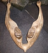 Mandibles and lower molars, Barcelona Woolly mammoth jaw.jpg