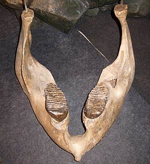 Woolly mammoth jaw.jpg