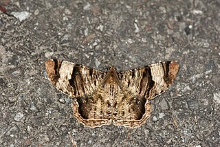 <i>Xandrames latiferaria</i> Species of moth
