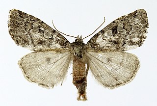<i>Xestia laetabilis</i> Species of moth