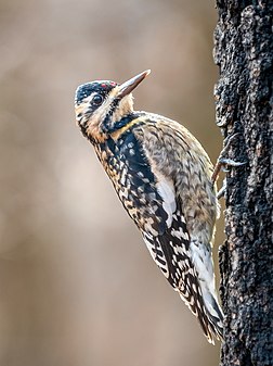 Un joueno piochârd tachiê. (veré dèfenicion 3 249 × 4 341*)