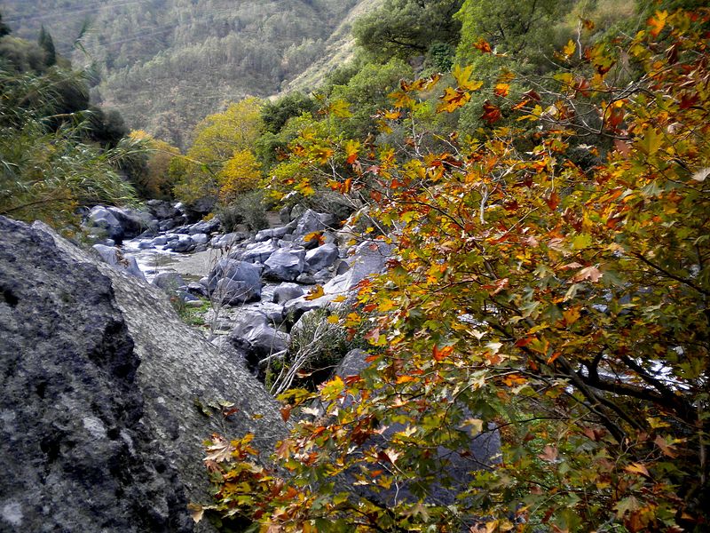 File:Yellow green leaves.jpg