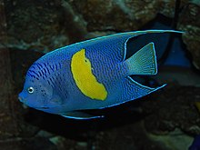 Yellowbar-angelfish.jpg