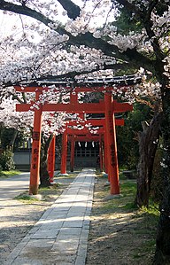 Yoshida torii sakura 03.jpg