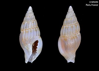 <i>Zafrona azteci</i> Species of gastropod