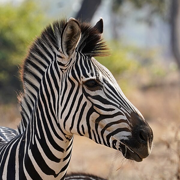 File:Zebra Head Right Luangwa Zambia Jul23 A7C 05917.jpg