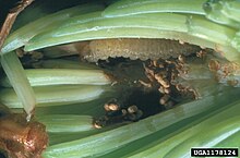 Larva feeding Zeiraphera canadensis larva.jpg