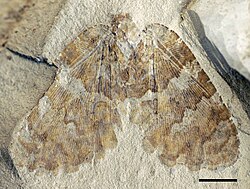 den fossile arten Undulopsychopsis alexi