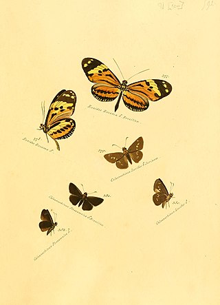 <i>Papias</i> (butterfly) Genus of butterflies