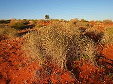 Zygochloa paradoxa kebiasaan 2.jpg