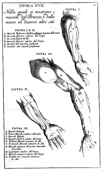 File:"Anatomia per uso...del disegno...", B. Genga, 1691 Wellcome L0009697.jpg