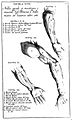 "Anatomia per uso...del disegno...", B. Genga, 1691 Wellcome L0009697.jpg