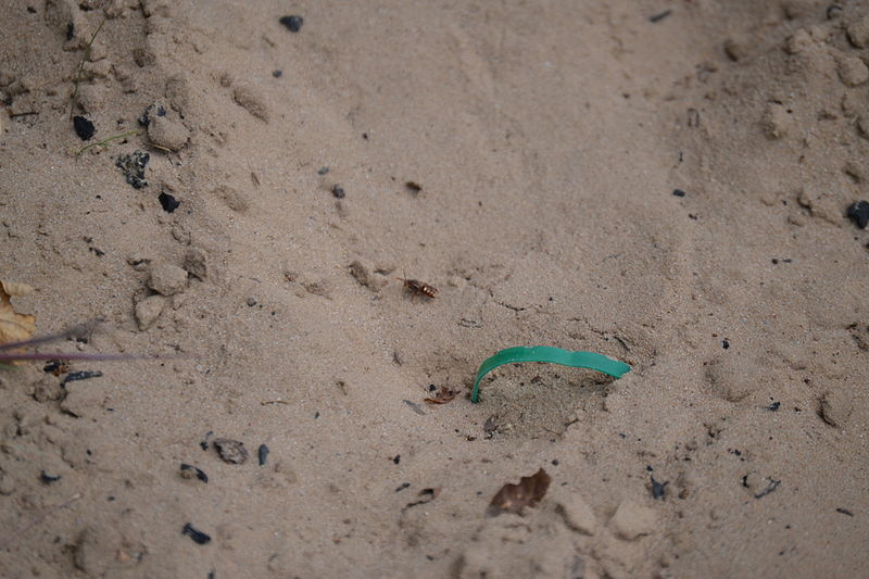 File:'Weisser Strand' am Flakensee in Woltersdorf Juni 2014 - 25.JPG