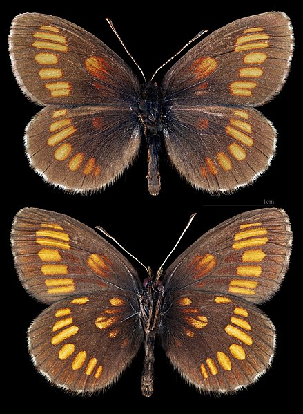 File:(MHNT) Erebia theano theano - Kazakhstan, Ulbinskyi Mt. Range - male.jpg