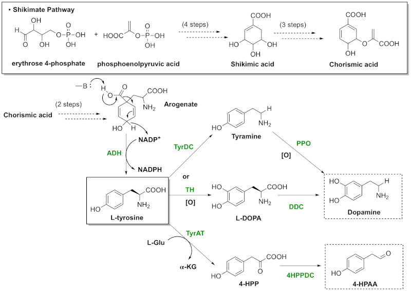 File:(S)-Higenamine Biosynthesis.gif