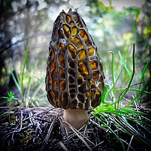 Morchella elata var. purpurascens, Mount Parnitha Morkhela sten Parnetha.jpg