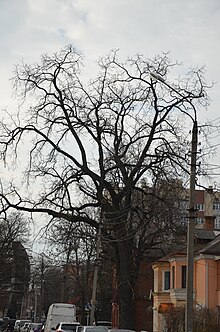 Орех черный в Хмельницком. Фото 7.jpg