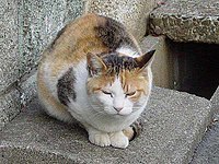 三毛猫 Wikipedia
