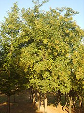 회화나무.JPG