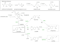 (S)-Higenamine Biosynthesis.gif