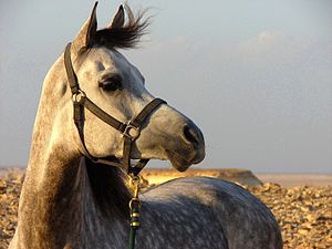 Arabian horse in Qatar desert 067-Zikrit-Greyhorse-2.jpg