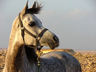 <span class="mw-page-title-main">Equestrianism in Qatar</span> Equestrianism and horse racing in Middle East