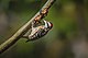 09 Philippine Pygmy Woodpecker.jpg