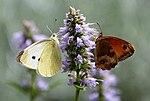 Pieris rapae och Pyronia tithonus