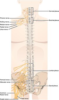 spinal nerves plexus anatomy