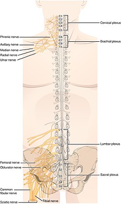 1321 Spinal Nerve Plexuses.jpg