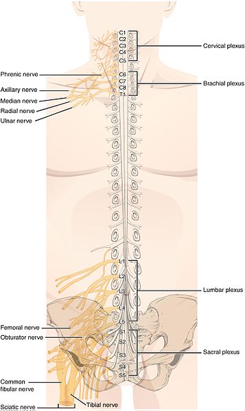 File:1321 Spinal Nerve Plexuses.jpg