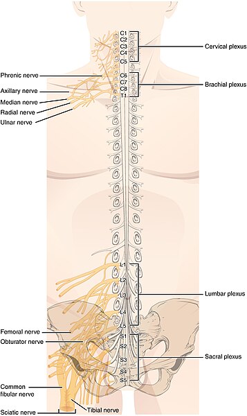 File:1321 Spinal Nerve Plexuses.jpg