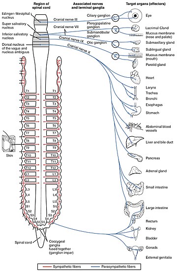 Parasympathetic nervous system