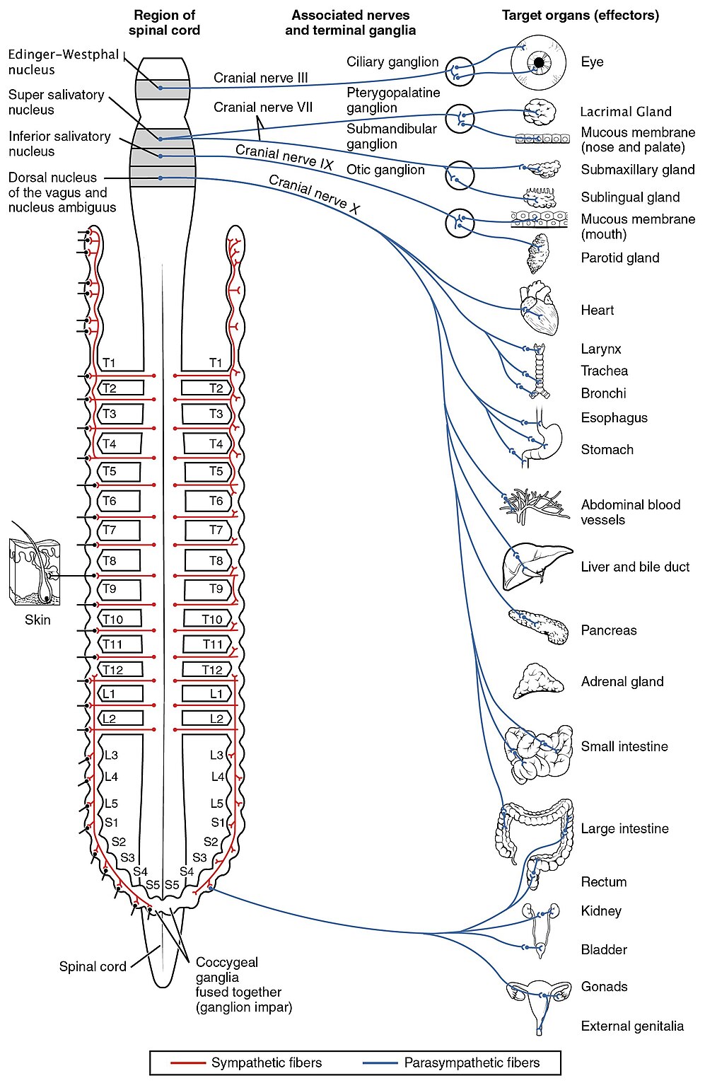 Autonomic Nervous System-avatar