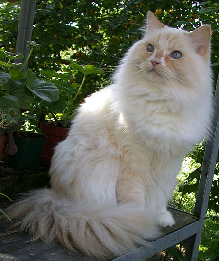 Mèo Ragamuffin