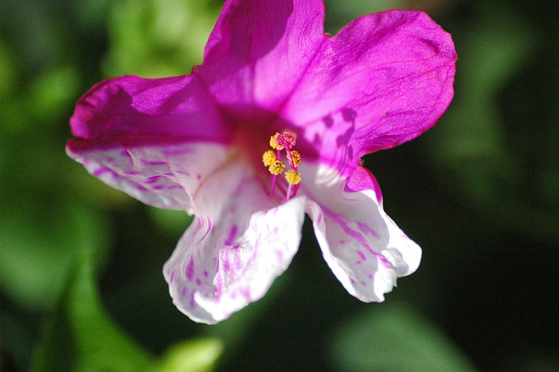 File:2009-09-25 (36) Wunderblume, Four oclock flower, Mirabilis jalapa.JPG