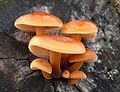 2009-11-19 Flammulina velutipes agg biolib.cz crop.jpg