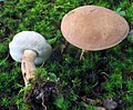 Tylopilus indecisus