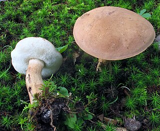 <i>Porphyrellus indecisus</i> Species of fungus