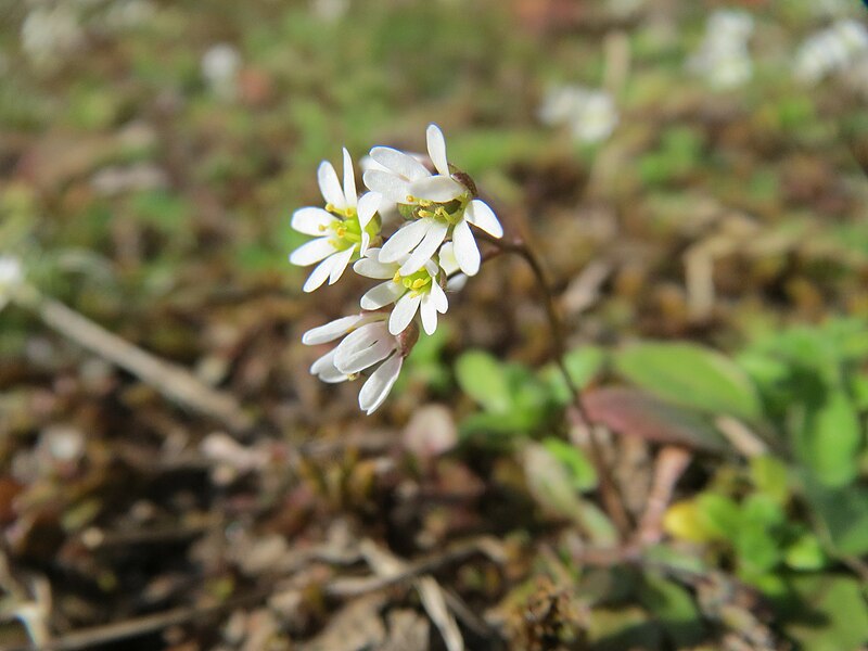 File:20150311Draba verna2.jpg