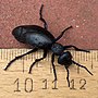 Miniatura para Meloe proscarabaeus